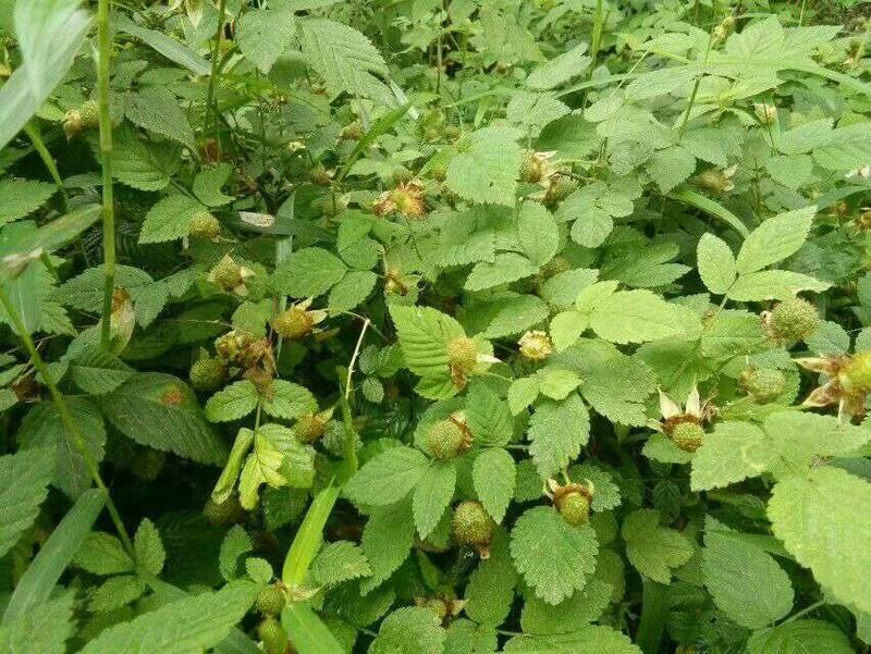 双季树莓苗30~50cm