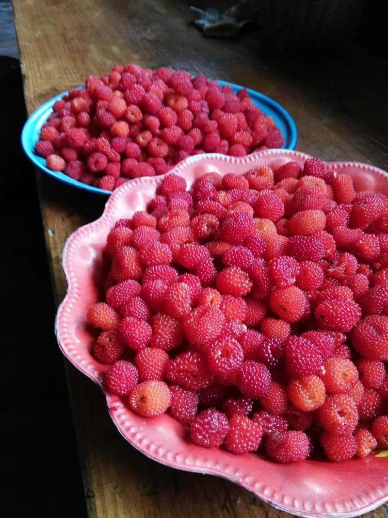 双季树莓苗30~50cm