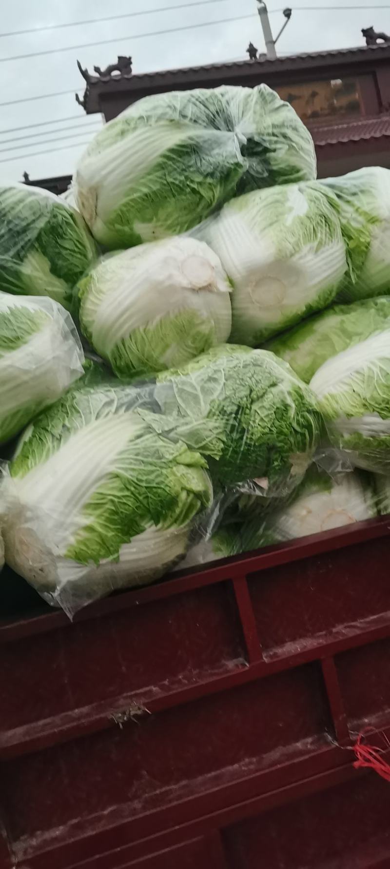 河南白菜，新科小包白菜，视频看货，线上保障交易。