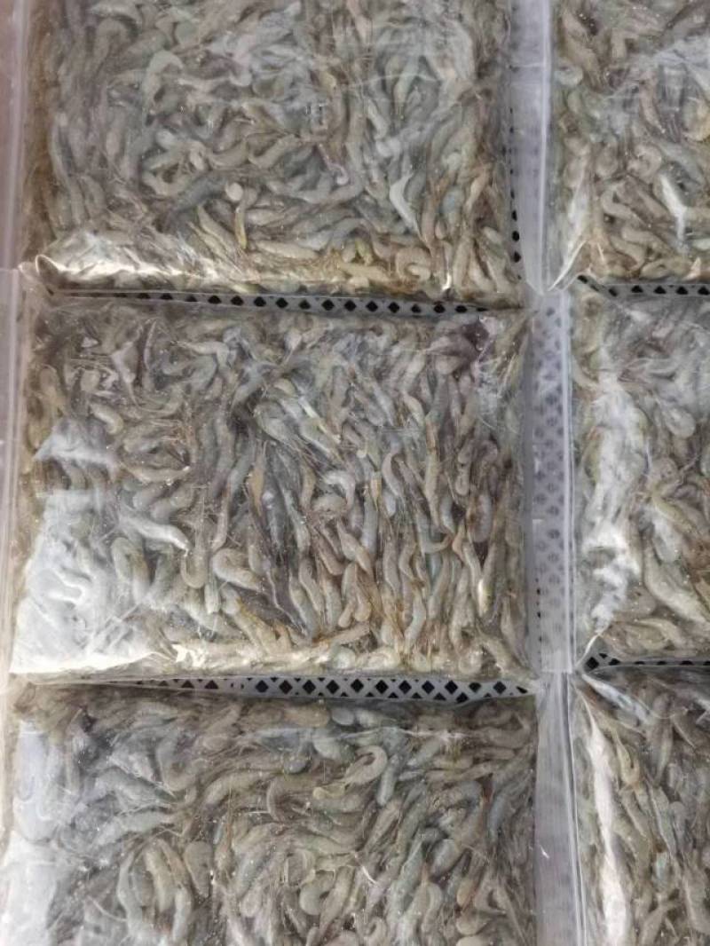 活虾速冻欢迎下单质量保证