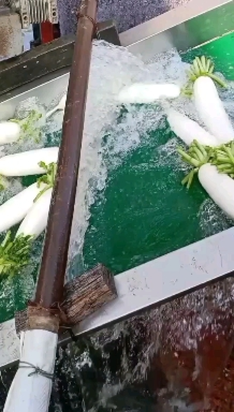 产地直销水晶白萝卜