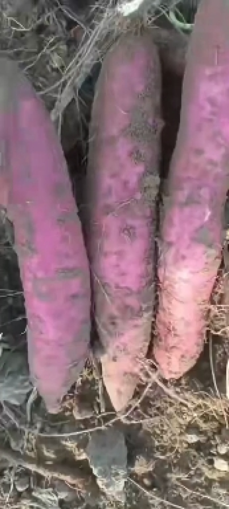 陕西大荔板粟薯/板栗红薯/产地直销大量供应欢迎釆购