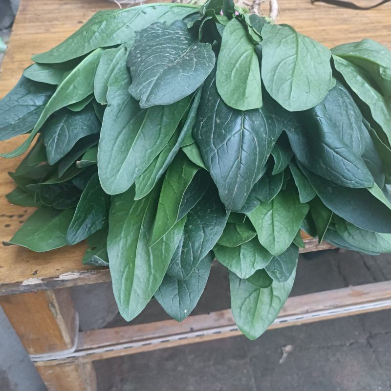 魏县菠菜