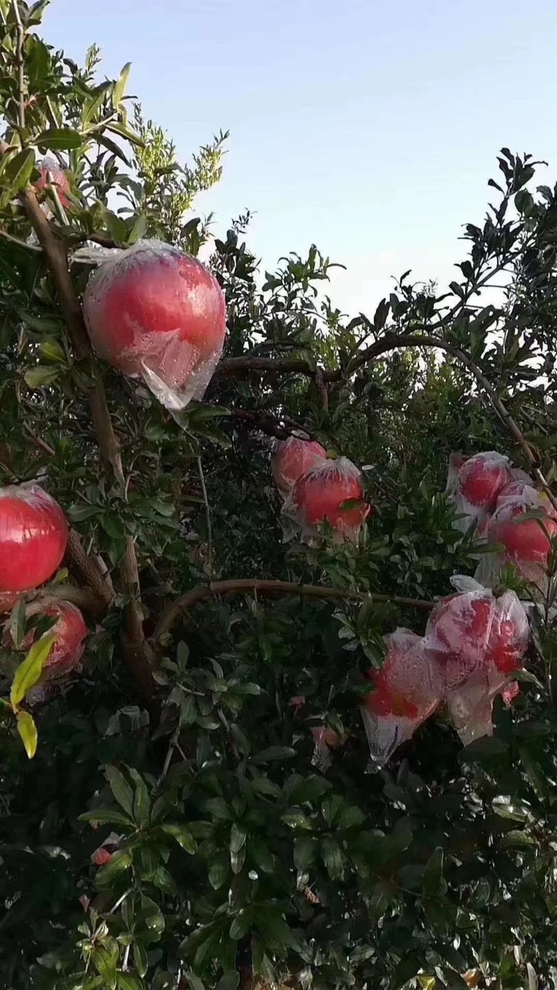 礼泉县精品优质大籽石榴，大量上市，欢迎选购