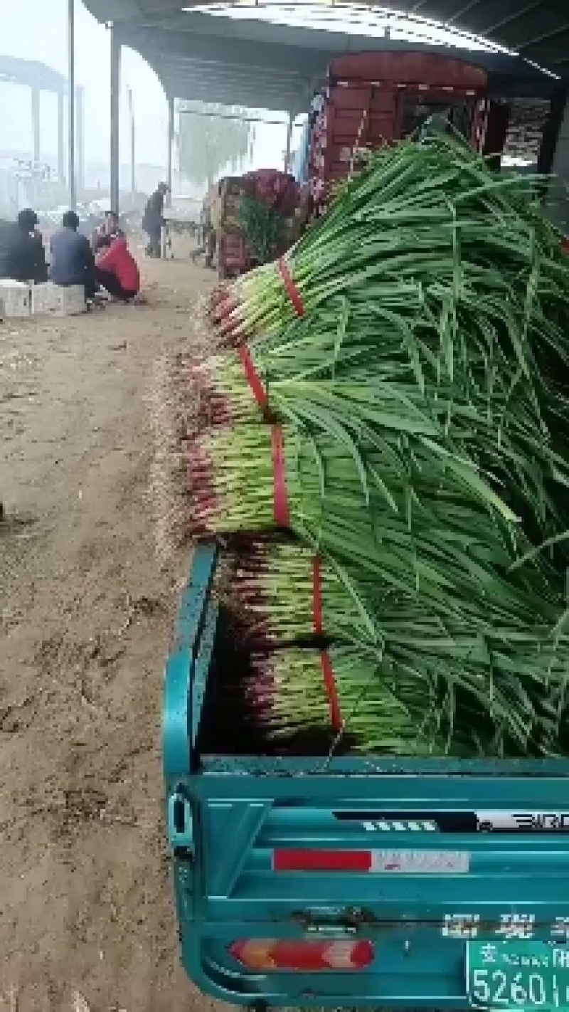 菜花