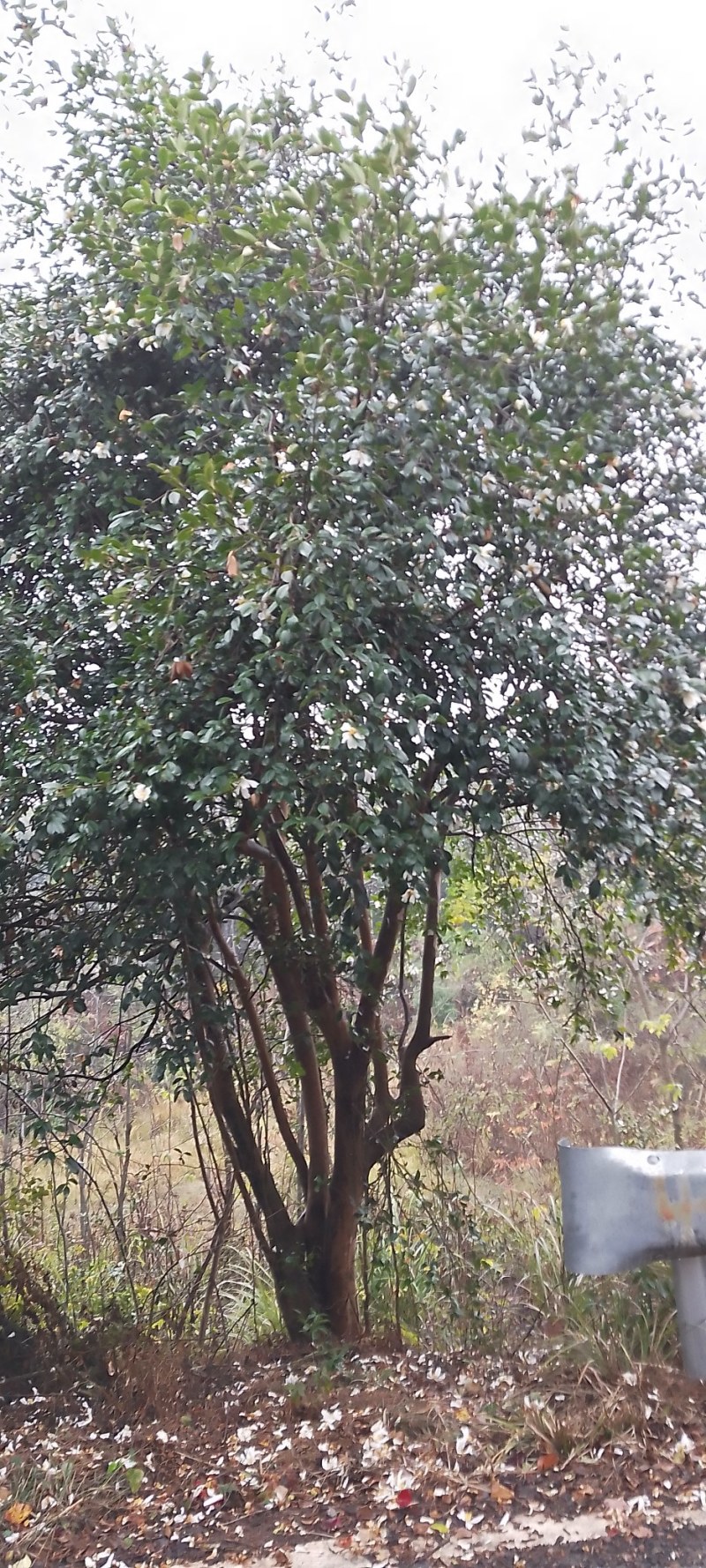 老树山茶籽大量供应，出油率高，可物流试榨货发全国