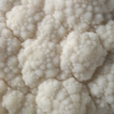 精品菜花有货中白面松花有须要的老板联系可全国发货