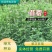 紫花苜蓿种子牧草种子养殖禽畜猪牛羊鸡鸭鹅兔鱼耐寒四季种籽