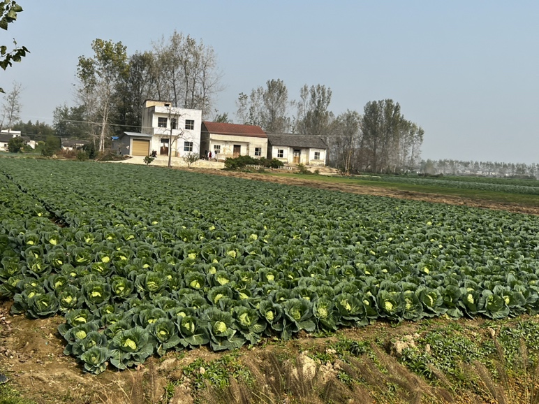 农田中的圆圆的包菜种植场景