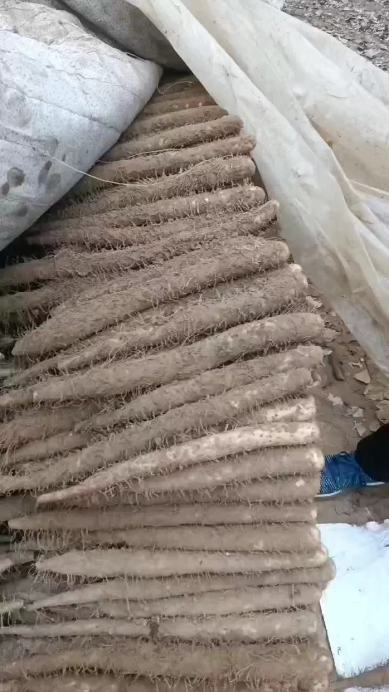 麻山药内黄县山药基地现有麻山药双棒小白嘴紫药大量现货