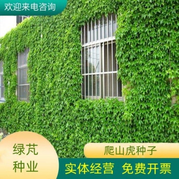 爬山虎种子四季常青爬藤植物耐寒三叶五叶红叶攀爬户外爬墙虎