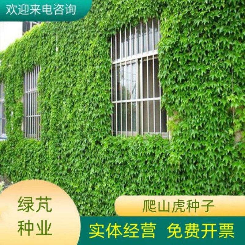 爬山虎种子四季常青爬藤植物耐寒三叶五叶红叶攀爬户外爬墙虎