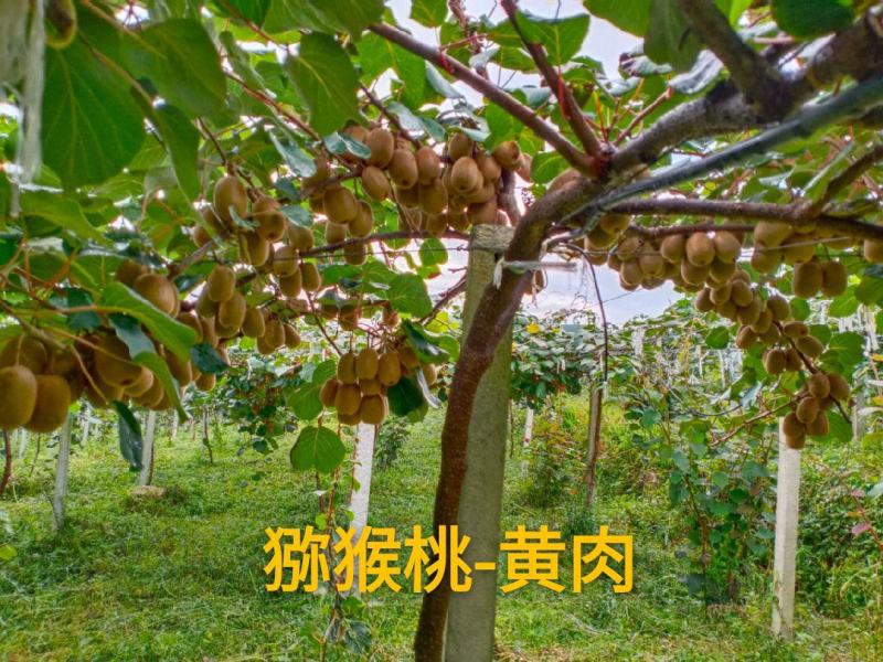 猕猴桃金艳(黄肉)嫁接苗