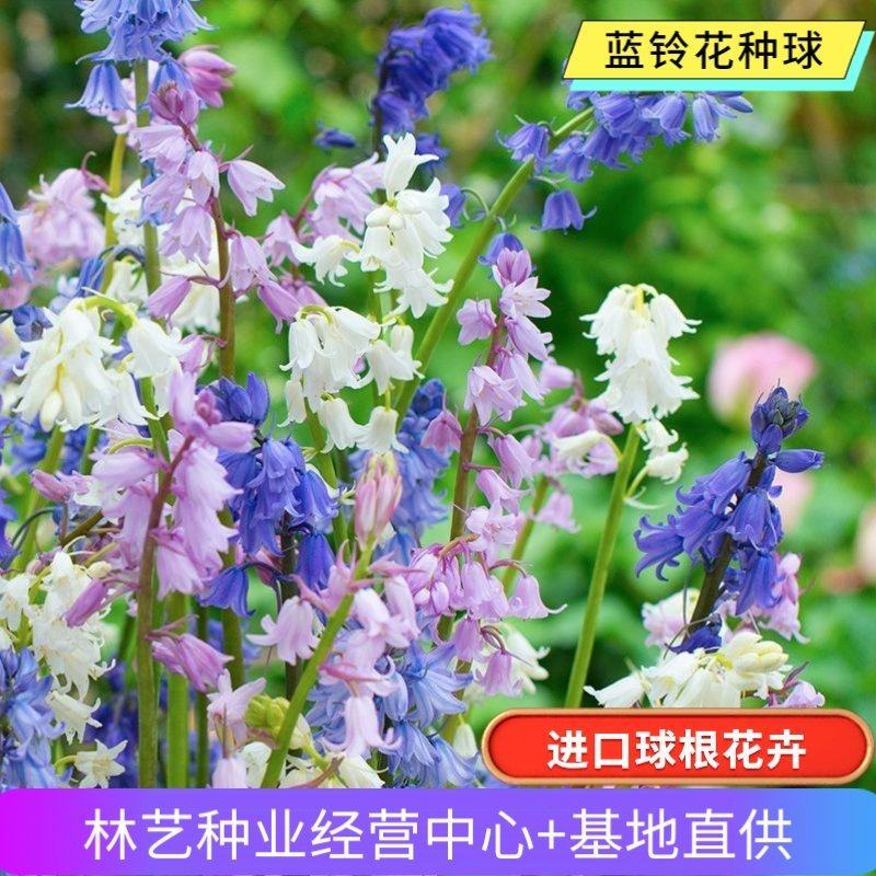 蓝铃花种球进口多年生秋冬种花卉野风信子耐寒球茎种籽球