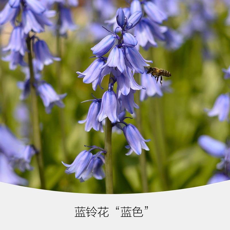 蓝铃花种球进口多年生秋冬种花卉野风信子耐寒球茎种籽球