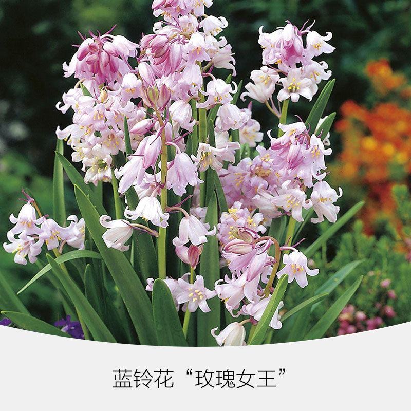 蓝铃花种球进口多年生秋冬种花卉野风信子耐寒球茎种籽球