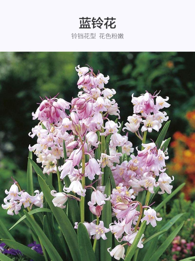 蓝铃花种球进口多年生秋冬种花卉野风信子耐寒球茎种籽球