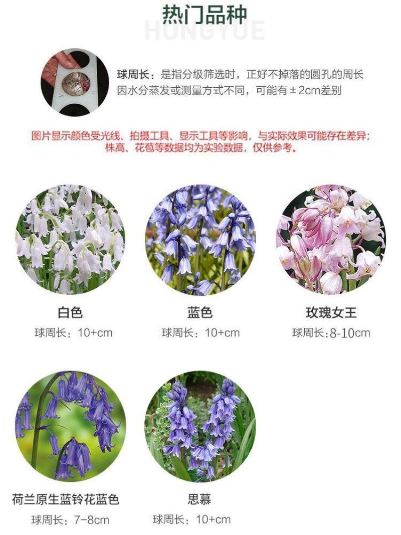 蓝铃花种球进口多年生秋冬种花卉野风信子耐寒球茎种籽球