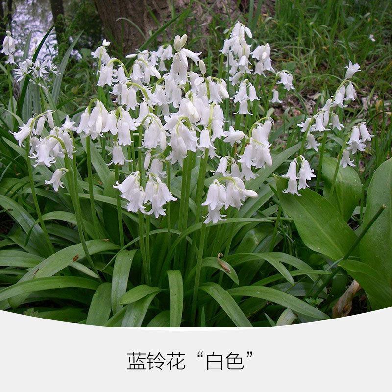 蓝铃花种球进口多年生秋冬种花卉野风信子耐寒球茎种籽球