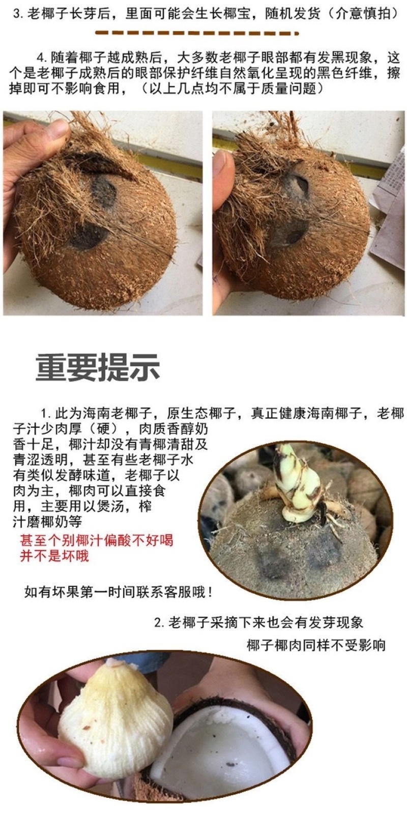 海南琼海阳江带皮老椰子，可育苗，可加工产地直销