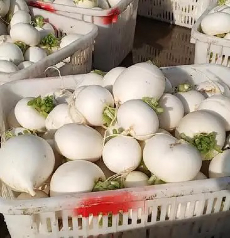 大量出售圆根萝卜，量大从优！
