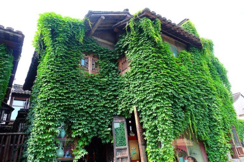 爬山虎种子四季常青爬藤植物耐寒三叶五叶红叶攀爬户外爬墙虎