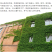 爬山虎种子四季常青爬藤植物耐寒三叶五叶红叶攀爬户外爬墙虎