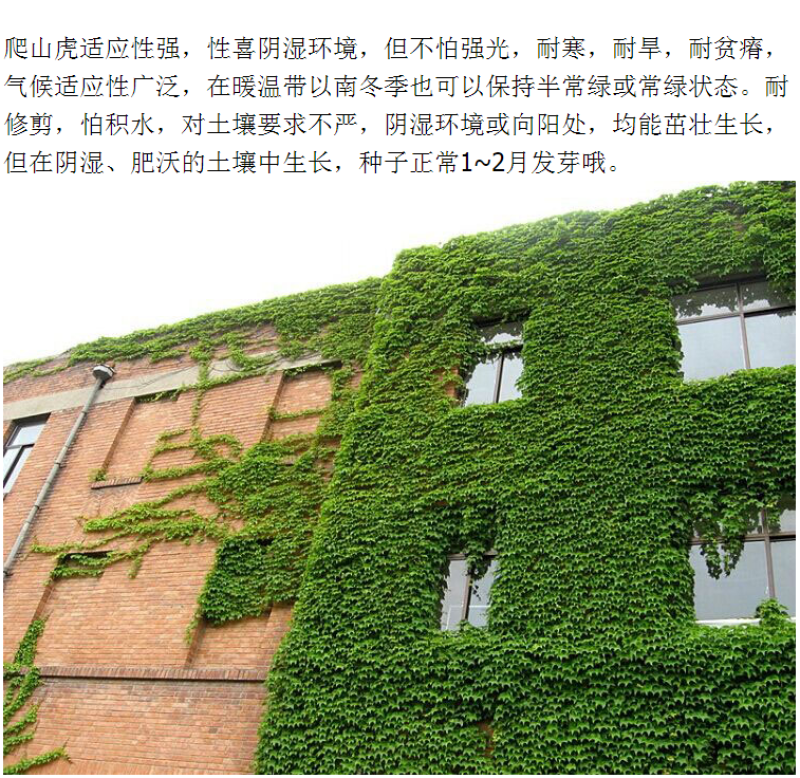 爬山虎种子四季常青爬藤植物耐寒三叶五叶红叶攀爬户外爬墙虎