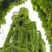 爬山虎种子四季常青爬藤植物耐寒三叶五叶红叶攀爬户外爬墙虎