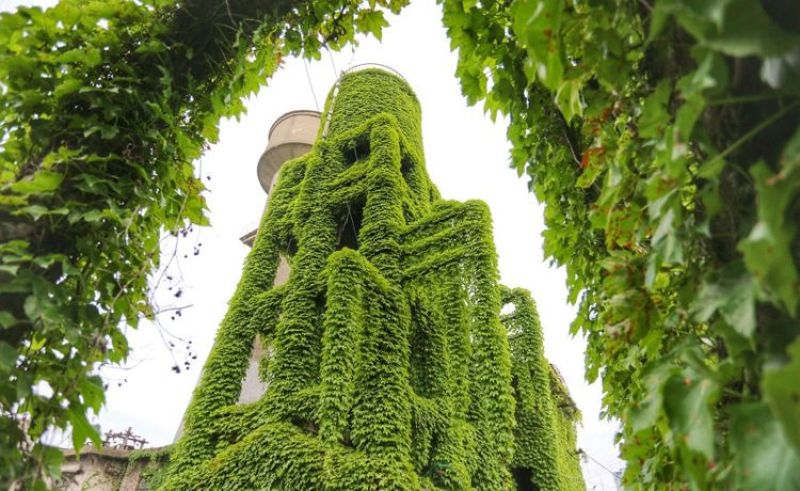 爬山虎种子四季常青爬藤植物耐寒三叶五叶红叶攀爬户外爬墙虎