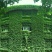 爬山虎种子四季常青爬藤植物耐寒三叶五叶红叶攀爬户外爬墙虎