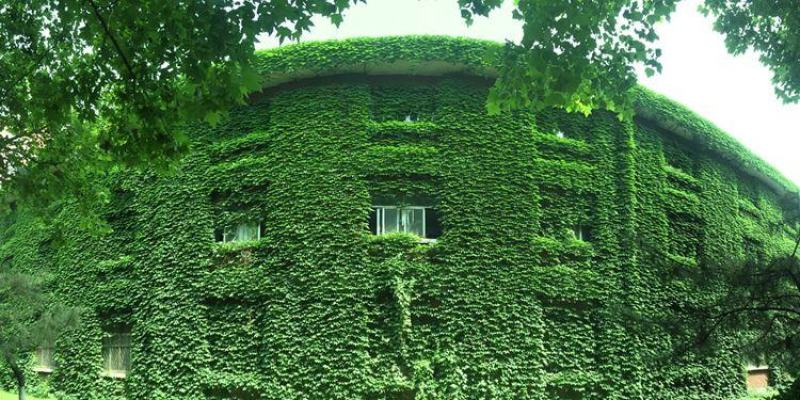 爬山虎种子四季常青爬藤植物耐寒三叶五叶红叶攀爬户外爬墙虎
