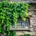 爬山虎种子四季常青爬藤植物耐寒三叶五叶红叶攀爬户外爬墙虎