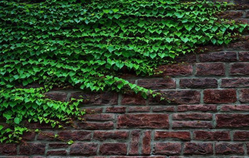 爬山虎种子四季常青爬藤植物耐寒三叶五叶红叶攀爬户外爬墙虎