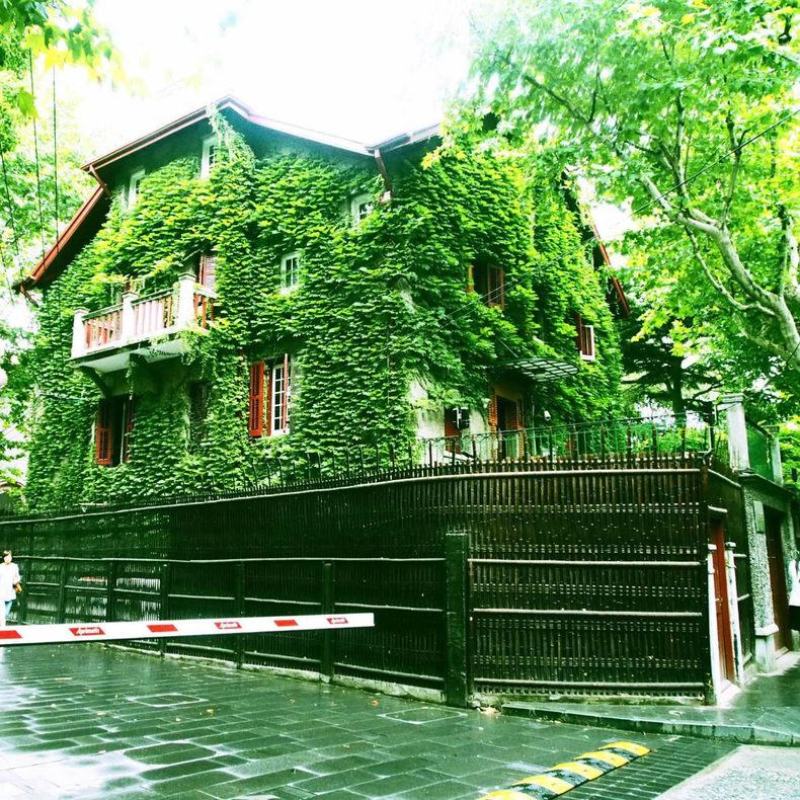 爬山虎种子四季常青爬藤植物耐寒三叶五叶红叶攀爬户外爬墙虎