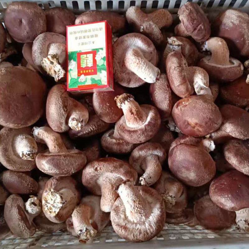河北遵化精品香菇头茬大个物美价廉全国发货