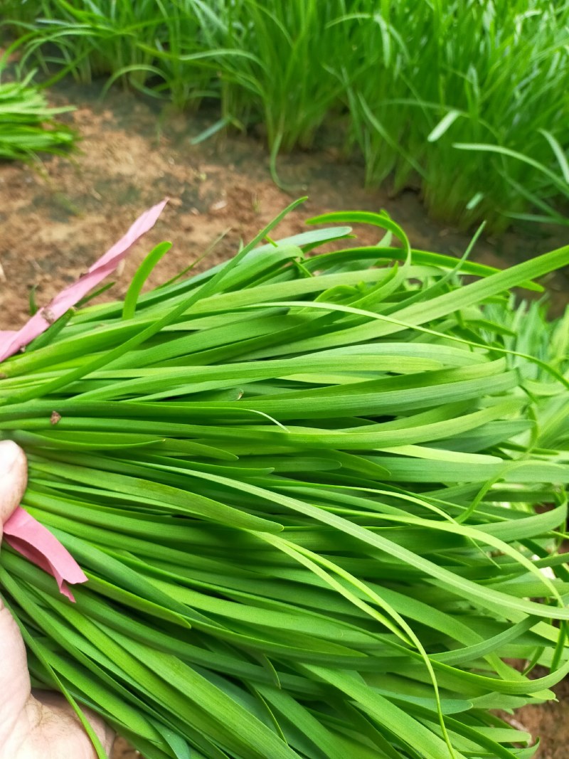 韭菜颜色好根部粗
