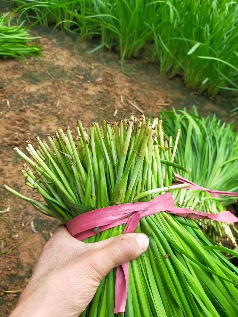 韭菜颜色好根部粗