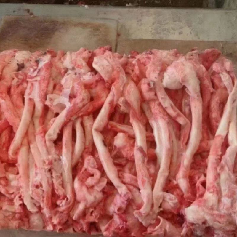 猪心管