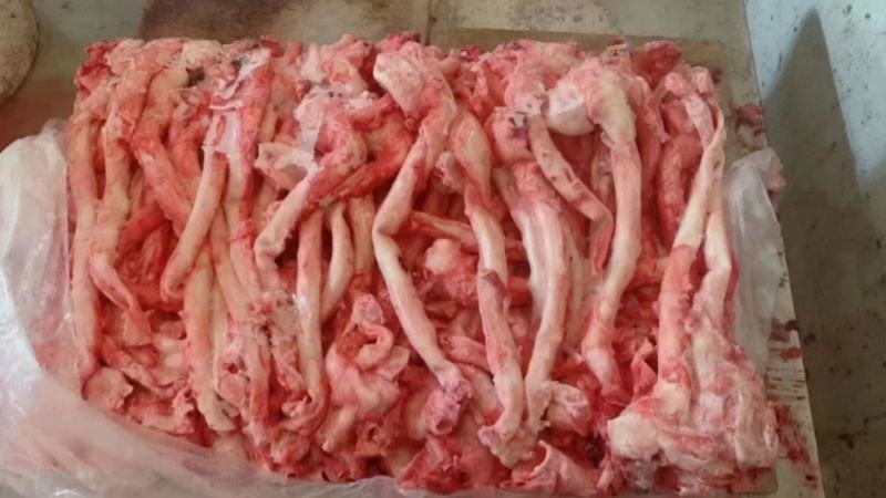 猪心管