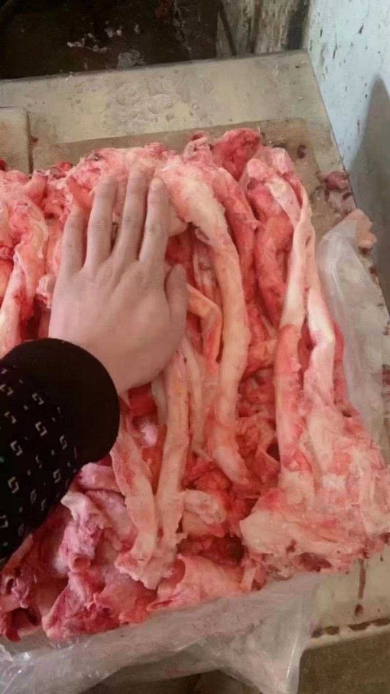 猪心管