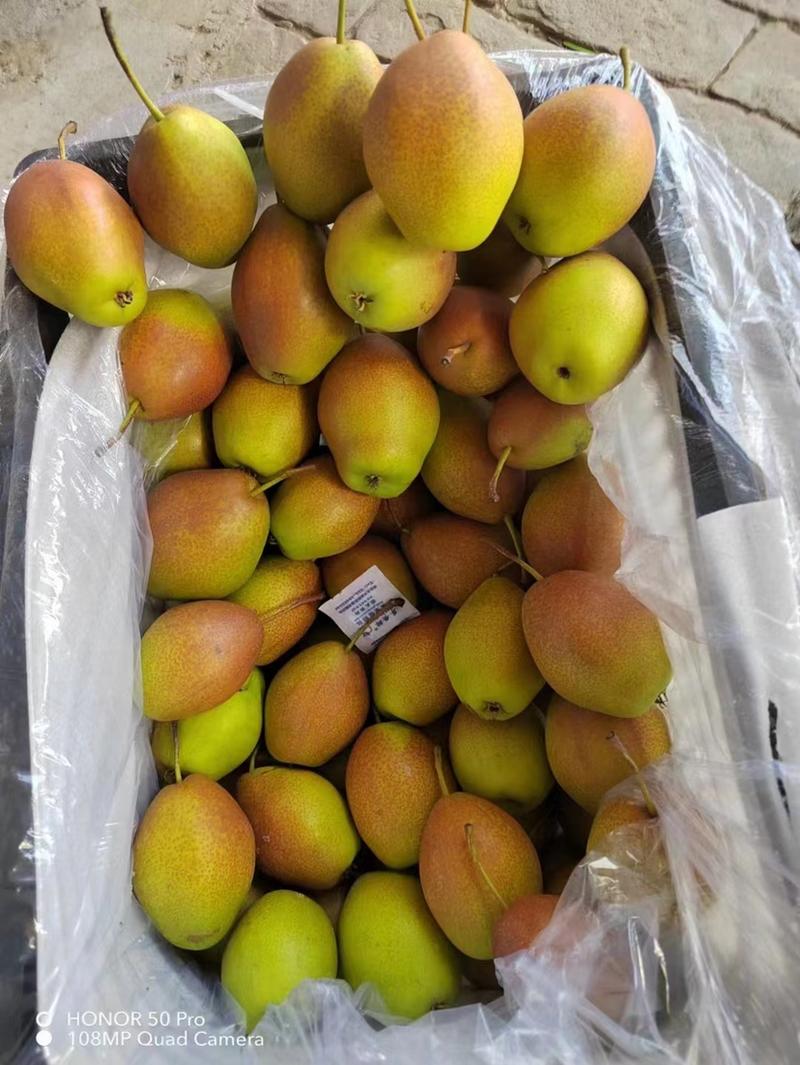 【精选】河北红香酥梨产地直供走货快质量保证全国发货
