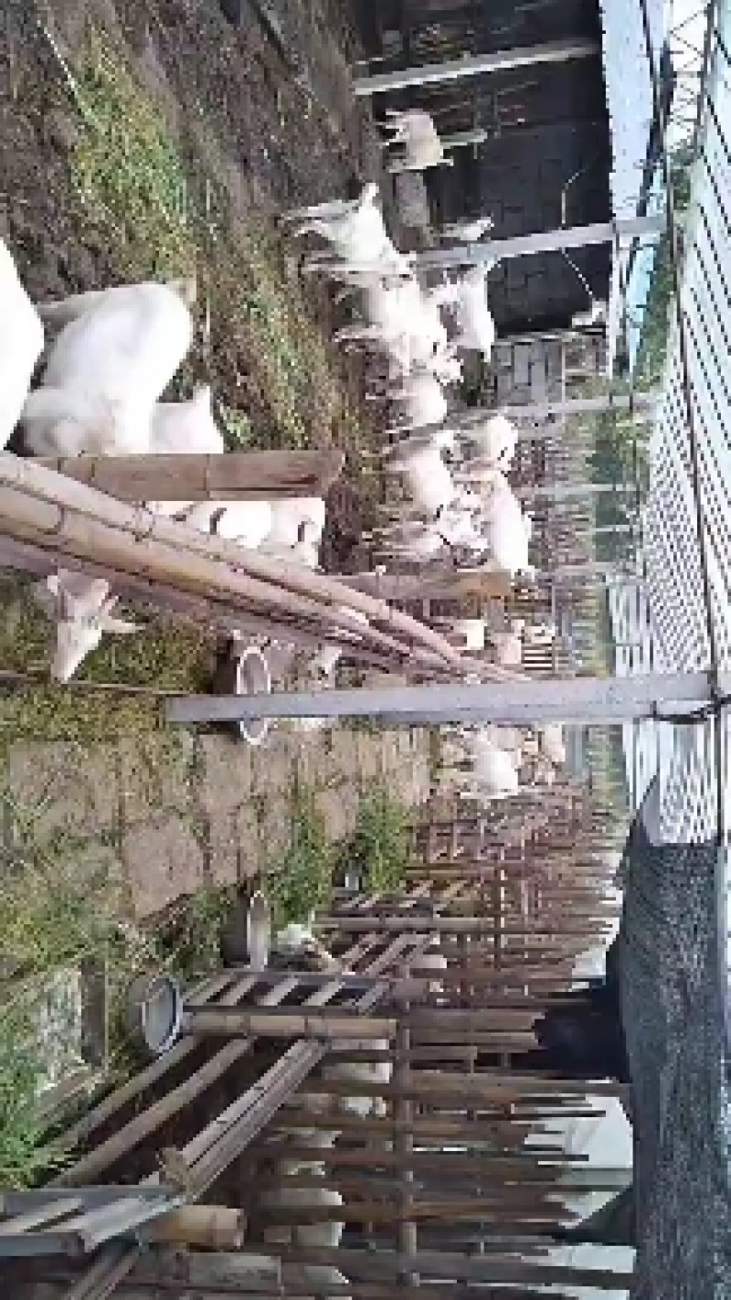 活羊