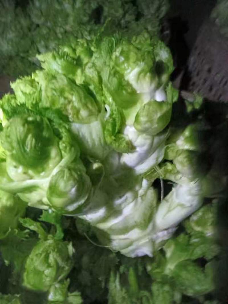 长期提供毛儿菜净儿菜价格便宜质量好，欢迎各位儿菜货源充足