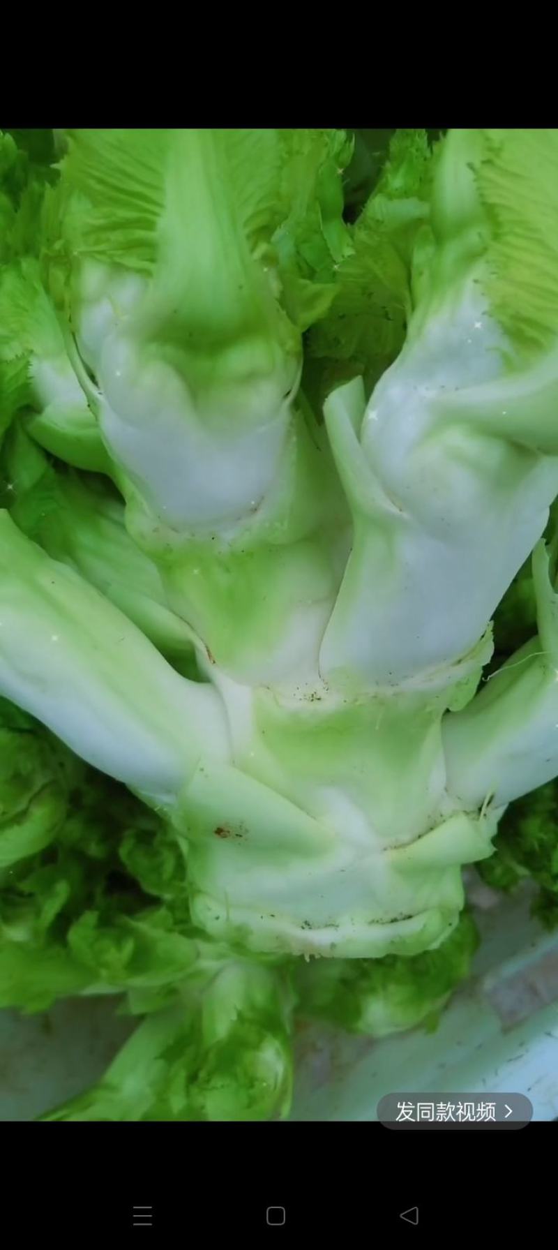 长期提供毛儿菜净儿菜价格便宜质量好，欢迎各位儿菜货源充足