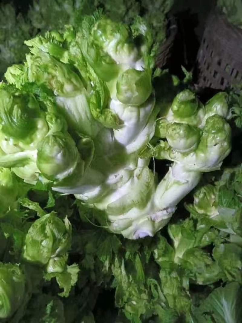 长期提供毛儿菜净儿菜价格便宜质量好，欢迎各位儿菜货源充足