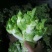 长期提供毛儿菜净儿菜价格便宜质量好，欢迎各位儿菜货源充足
