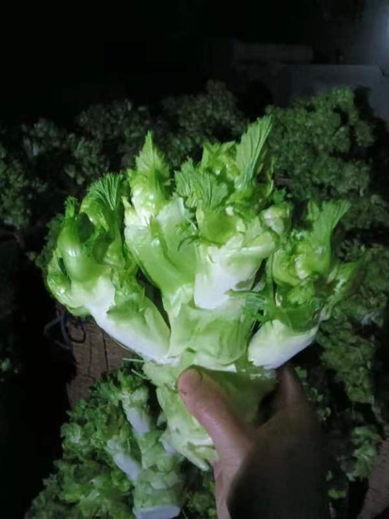 长期提供毛儿菜净儿菜价格便宜质量好，欢迎各位儿菜货源充足