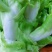 长期提供毛儿菜净儿菜价格便宜质量好，欢迎各位儿菜货源充足