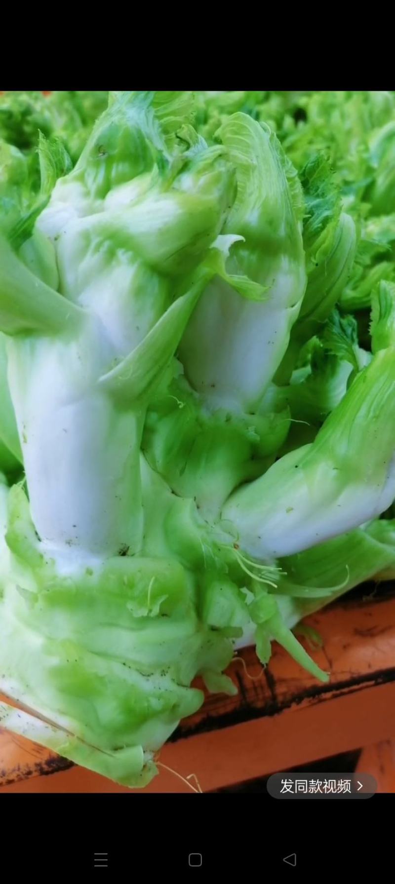 长期提供毛儿菜净儿菜价格便宜质量好，欢迎各位儿菜货源充足